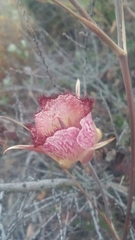 Calochortus fimbriatus