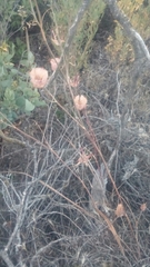 Calochortus fimbriatus