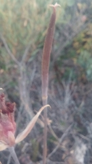 Calochortus fimbriatus