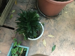 Dracaena fragrans compacta