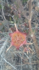 Calochortus fimbriatus