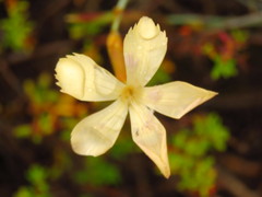 Dianthus caespitosus