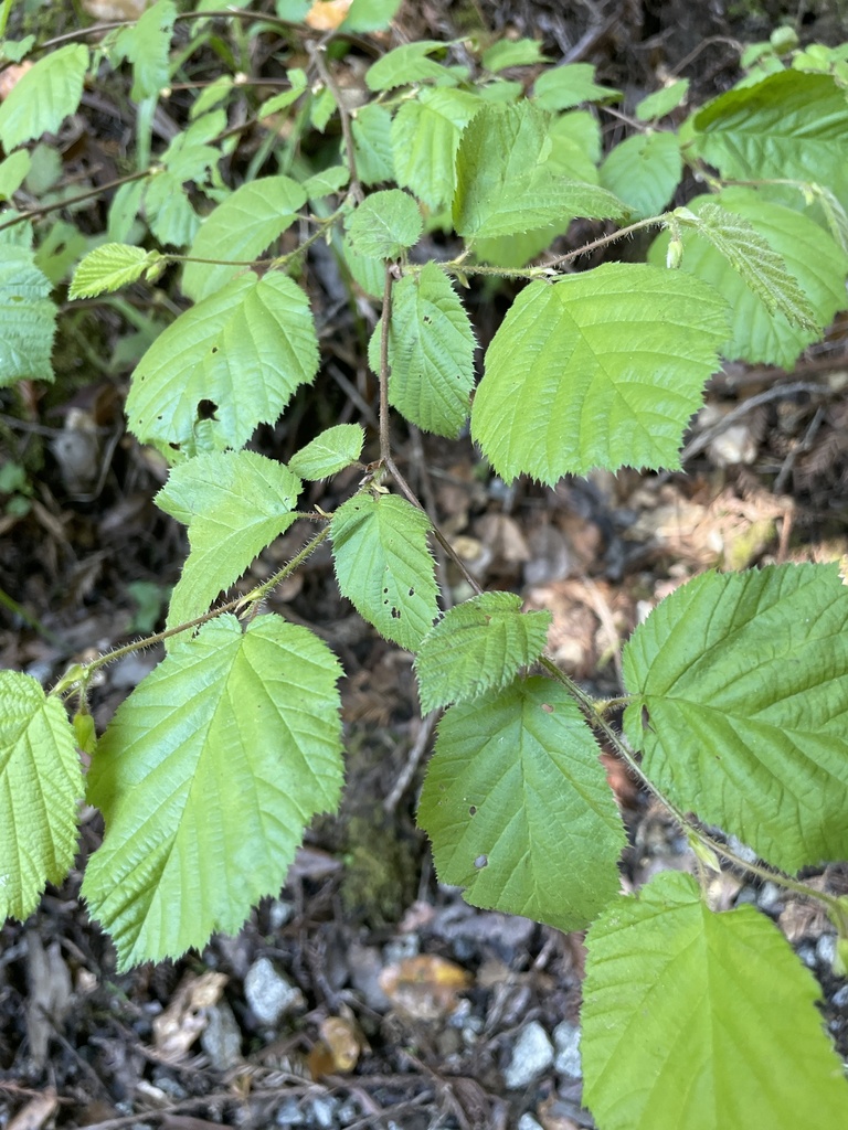 beaked hazelnut from Dharma Ridge Rd, Los Gatos, CA, US on May 12, 2023 ...