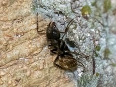Dolichoderus bispinosus image