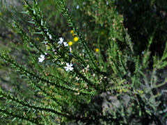 Junellia seriphioides