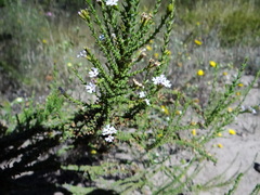 Junellia seriphioides