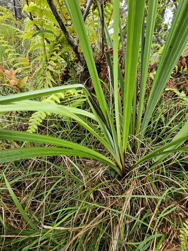 Carex alligata