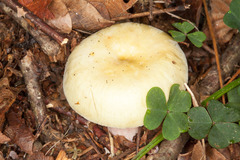Russula violeipes