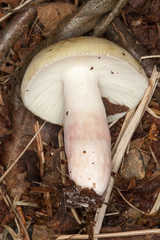 Russula violeipes