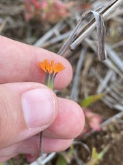 Emilia coccinea, photograph (c) Michelle Lay, some rights reserved (CC BY)