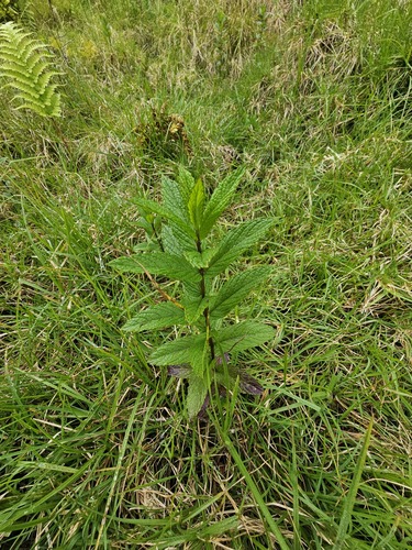 Mentha spicata observed 2023-05-09