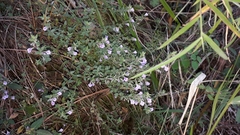Micromeria biflora