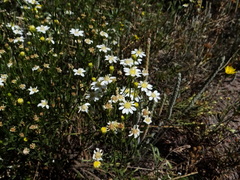 Gutierrezia solbrigii
