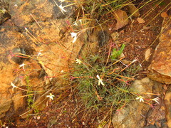 Dianthus caespitosus