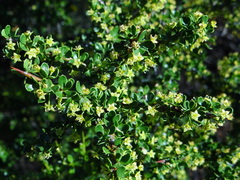 Condalia microphylla