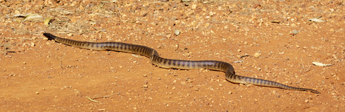 Black-headed Python