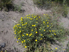 Grindelia brachystephana