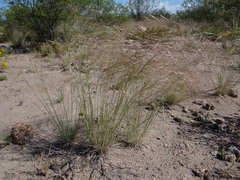 Piptochaetium napostaense