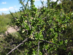 Condalia microphylla