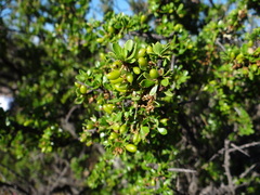 Condalia microphylla
