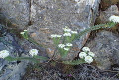 Lachnaea pomposa