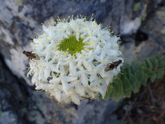 Lachnaea pomposa