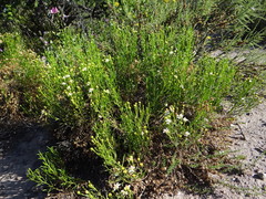 Gutierrezia gilliesii