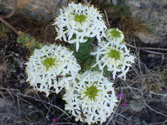 Lachnaea pomposa