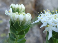 Lachnaea pomposa