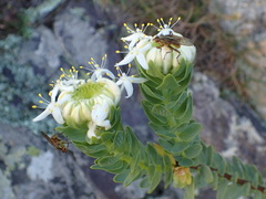 Lachnaea pomposa