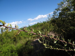 Bougainvillea spinosa