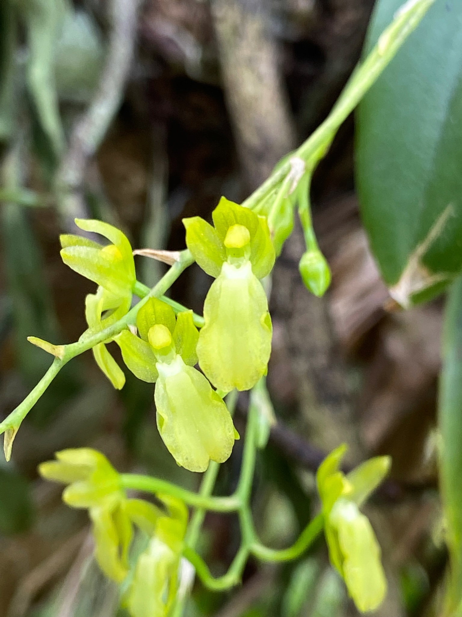 Leochilus puertoricensis