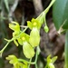 Leochilus puertoricensis - Photo (c) Armando Feliciano, some rights reserved (CC BY-NC), uploaded by Armando Feliciano