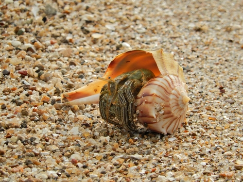 Thinstripe Hermit Crab, 6900 Ocean Dr, Corpus Christi, TX 78412, USA, photo 6 of 10