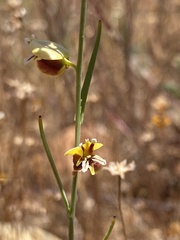 Streptanthus polygaloides