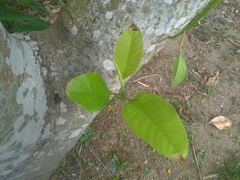 Magnolia × alba