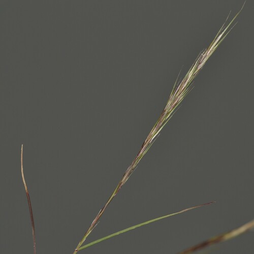 Aristida adscensionis, 2023-05-12