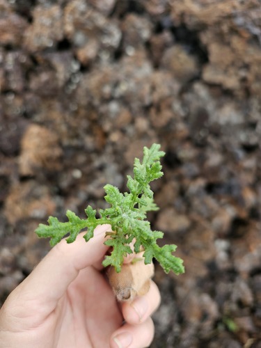 Senecio sylvaticus observed 2023-05-09