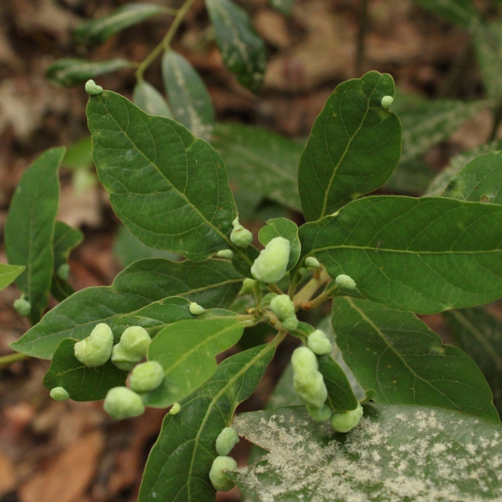 Swamp Bay from Richland County, USSC, US on May 12, 2023 at 0305 PM