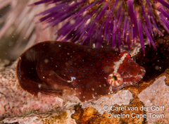 Apletodon pellegrini