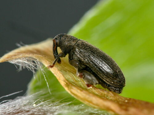 Beech Leaf Miner