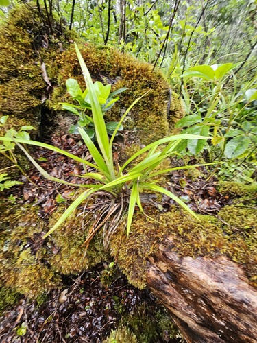 Astelia menziesiana observed 2023-05-09