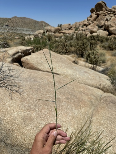 Image of Melica frutescens by (c) Matt Berger, some rights reserved (CC BY)