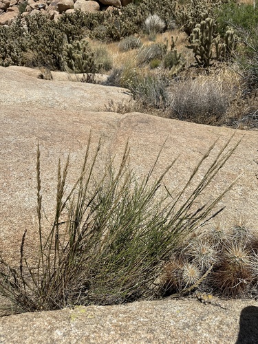 woody melicgrass (Melica frutescens)