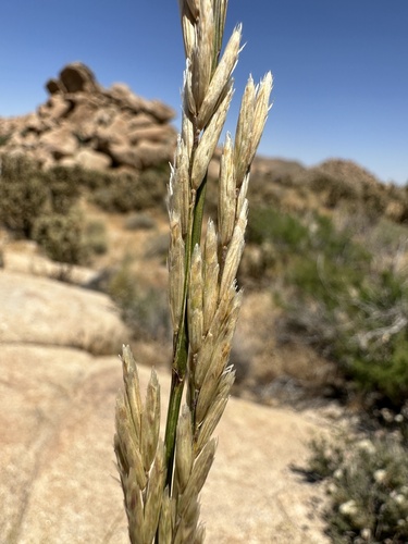 Image of Melica frutescens by (c) Matt Berger, some rights reserved (CC BY)