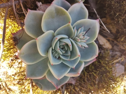 Echeveria chihuahuaensis