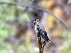 Blue-Throated Hummingbird photo 5