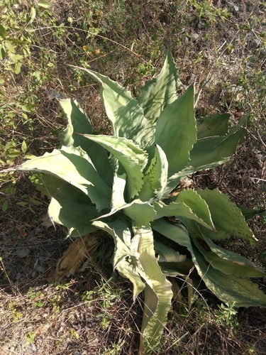 Agave bovicornuta