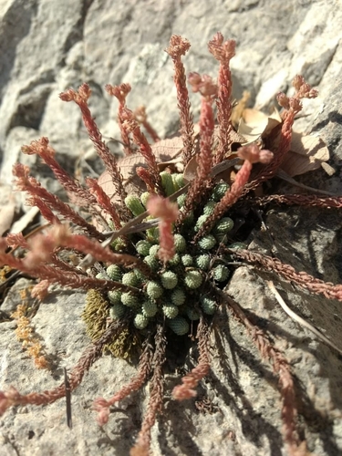 Alamos Stonecrop (Sedum alamosanum)