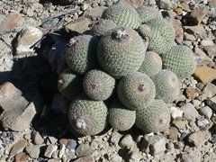 Epithelantha greggii